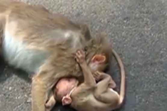 صحنه‌ای غم انگیز از یک بچه میمون در خیابان