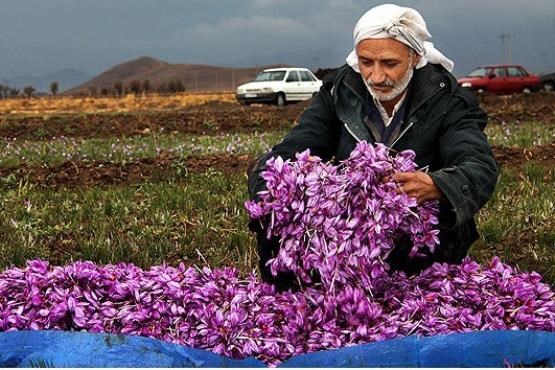 سهم اندک ایران از تجارت جهانی زعفران