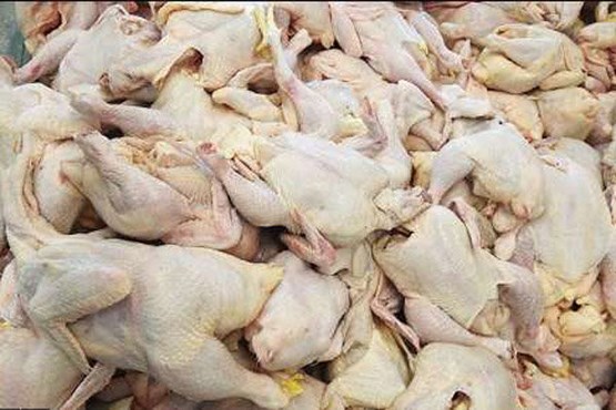 کشف ۵۰۰ کیلوگرم گوشت مرغ فاسد در بیجار
