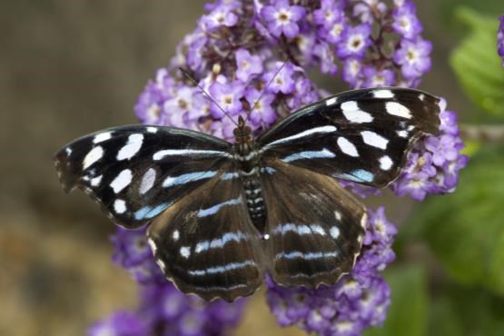تهدید جدی انقراض گونه‌های پروانه در زاگرس