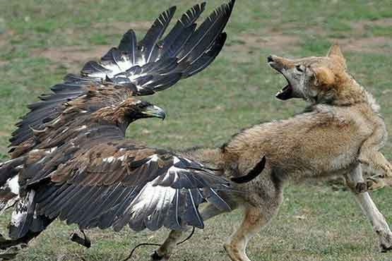 فرود به موقع عقاب برای شکار روباه