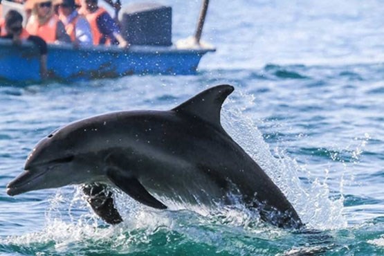 لاشه دلفین نواری و لاک‌پشت سبز در سواحل چابهار مشاهده شد +عکس