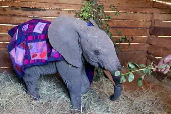خرطوم بریده بچه فیل پیوند زده شد +عکس