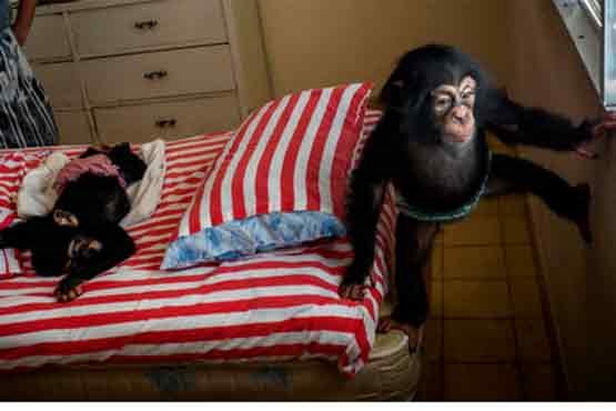 نگهداری یک زن از شامپانزه ها در آپارتمانش! +تصاویر