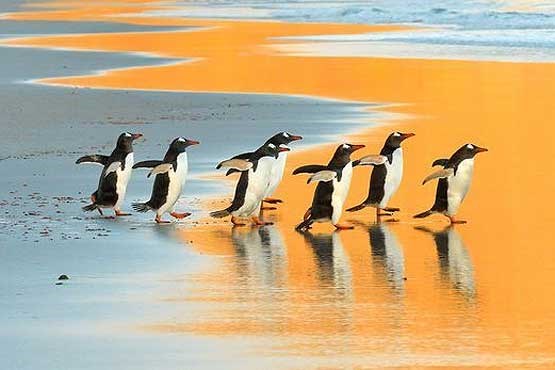 رژه پنگوئن‌ها در عکس روز نشنال جئوگرافیک