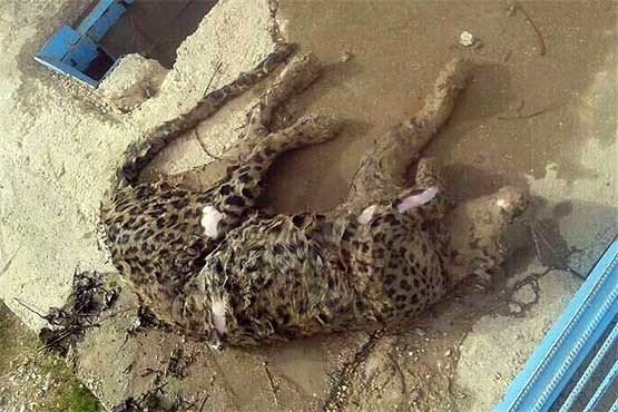 پلنگ ایرانی، قربانی استخر کشاورزان شد! + عکس
