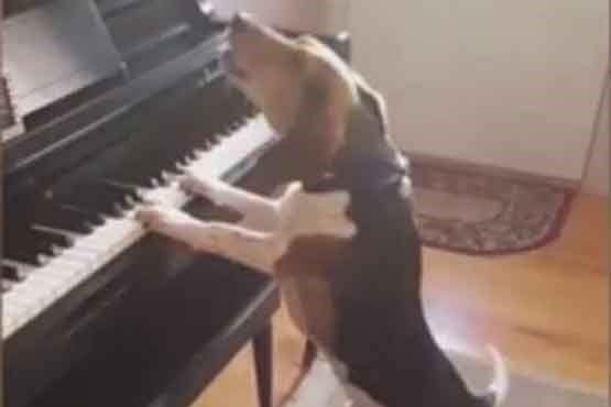 علاقه سگ به خواندن و نواختن پیانو