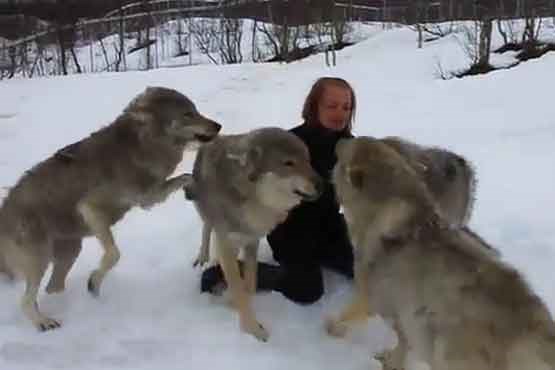 دلتنگی گرگها برای زنی که آنها رانجات داده بود!