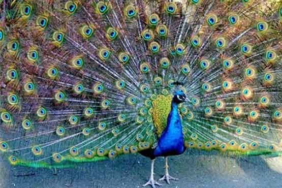 وقتی طاووس زیباییهایش را آشکار می کند