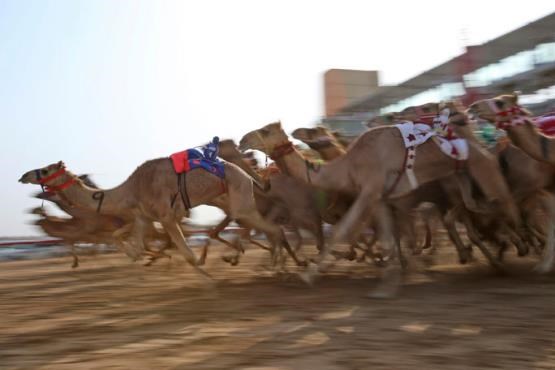 مسابقه شترها در دبی+عکس