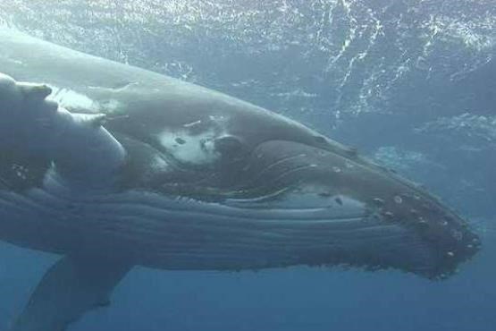 نهنگ یک صیاد را بلعید و ۳ روز بعد پس داد! +عکس