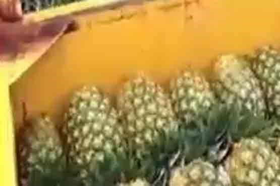 دست به دست کردن آناناسها