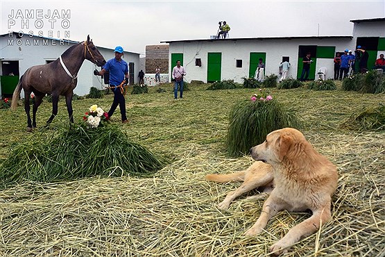 جشنواره زیبایی اسب ترکمن