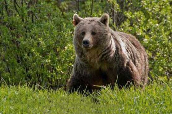 ۳۰ قلاده خرس قهوه‌ای نادر در مشگین‌شهر شناسایی شد