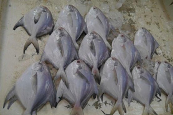 ورودی جالب بازار ماهی فروش‌های دبی