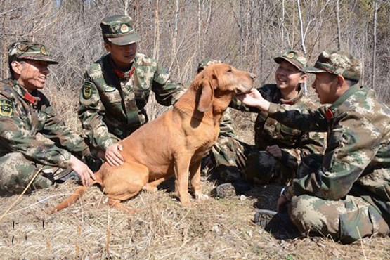 بازنشستگی زود هنگام برای سگ بمب یاب! +عکس