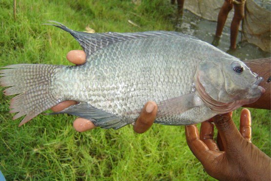 هشدار فائو درباره شیوع ویروس مرگبار تهدیدکننده ماهی تیلاپیا +عکس