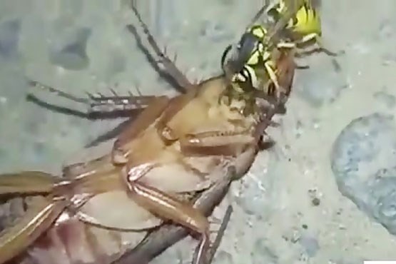 زنبور زرد سر سوسک را از بدن جدا کرد