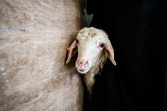 گوسفند عجیب در آفریقای جنوبی +عکس