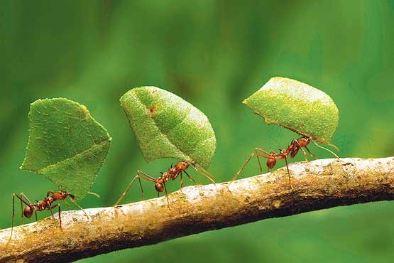 دنیای شگفت‌انگیز مورچه‌ها