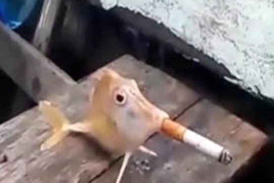 ماهی سیگاری!