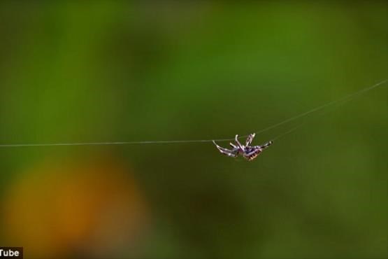 مرد عنکبوتی واقعی این است! +عکس