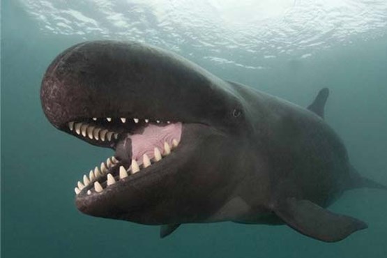 لحظه نادر حمله چند نهنگ قاتل به یک وال