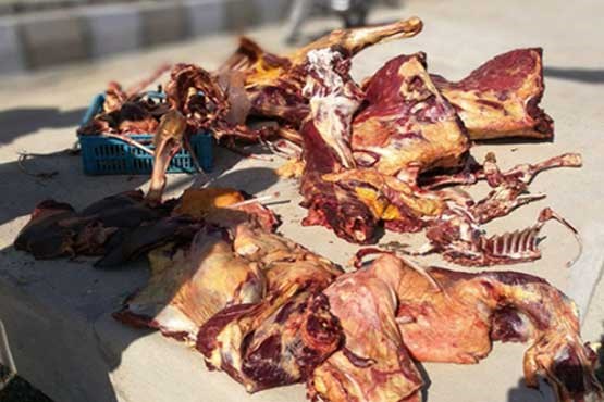 شناسایی گوشت الاغ در گوشت‌های چرخ شده تهران با مادون قرمز