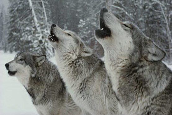 رفاقتی خطرناک با گرگ‌های غول پیکر