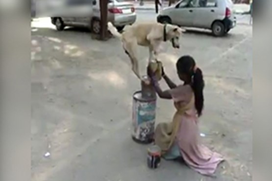 نمایش خیابانی یک دختر با سگ باهوش خود