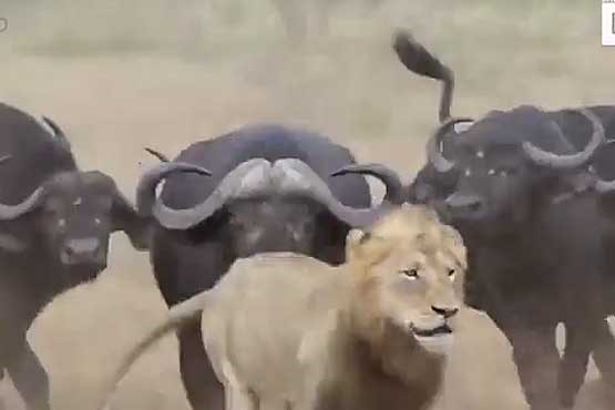 نبرد شیرها با گله بوفالو برای شکار+فیلم
