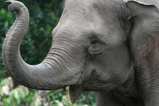 12 ساعت تلاش برای نجات فیل از غرق شدن (فیلم)