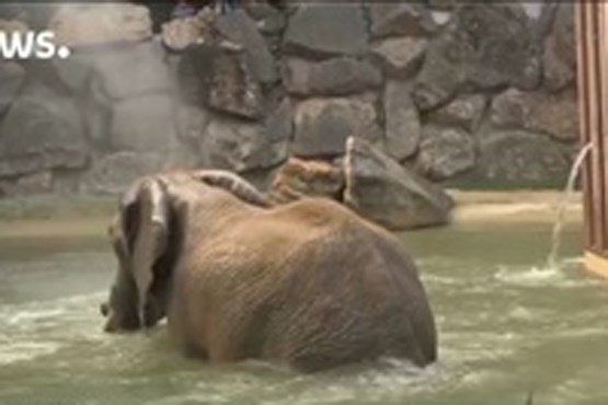 ساخت استخری برای فیل‌های باغ وحش وین