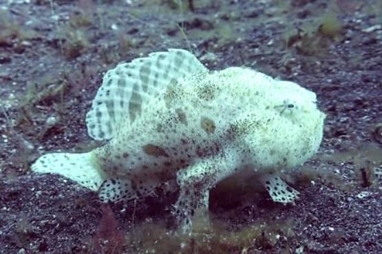 تصاویری شگفت انگیز از کمیاب ترین گونه دریایی با ظاهری عبوس