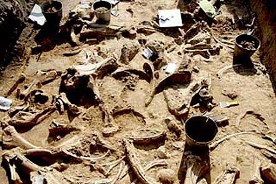 کشف قبرستانی از دایناسورها در سیبری!