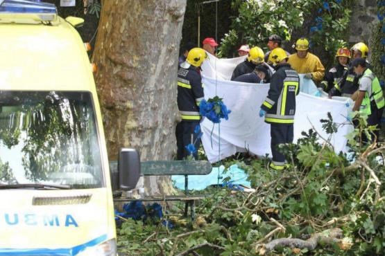12 کشته در سقوط درخت قدیمی در پرتغال