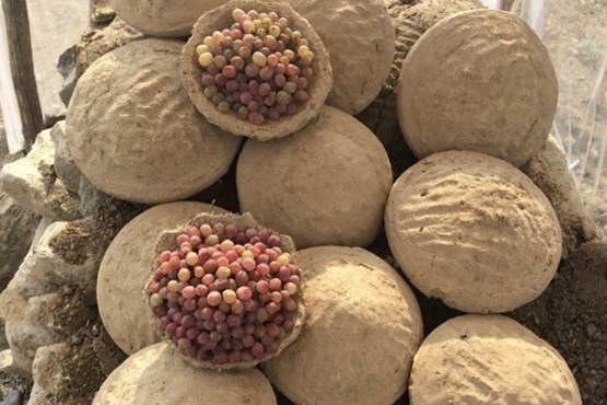 دفن انگور به شیوه افغانی + عکس