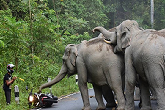 فیل خشمگین به موتورسوار حمله کرد
