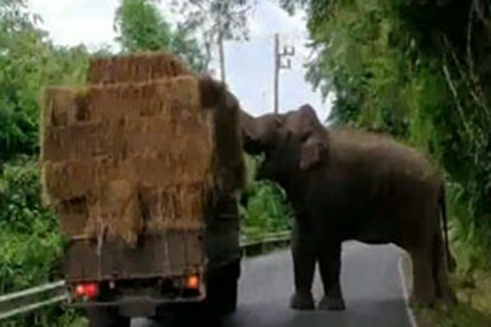 فیل گرسنه مجبور به سرقت شد