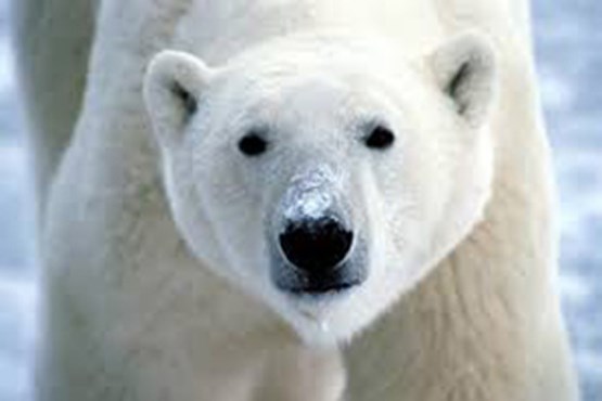 سقوط دختر جوان در حوضچه خرس های قطبی