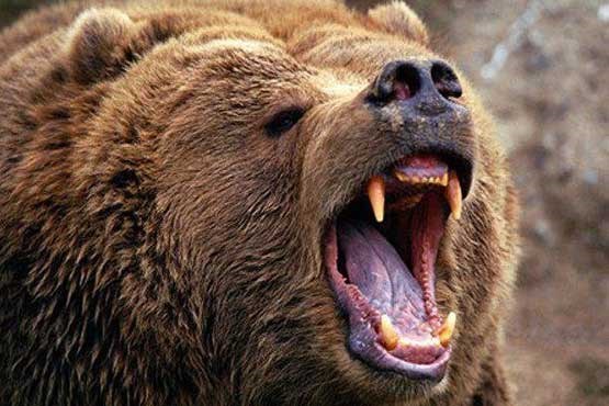حمله خرس به دشتبان کوهرنگی