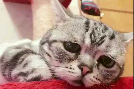 پر طرفدارترین گربه جهان با چهره غمگین+عکس