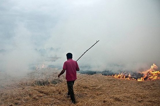آتش زدن عمدی زمین‌های کشاورزی + عکس
