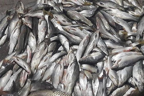 توقیف محموله 2.5 تنی ماهی فاسد در آستارا