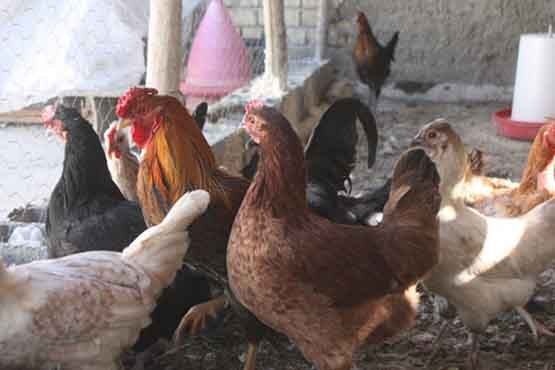 چالش فروش مرغ زنده در اردبیل