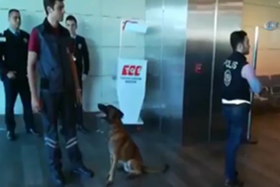 اقدام متقابل بازرسی اتباع با سگ در فرودگاه