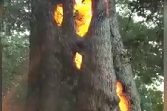درختی که از درون آتش گرفت