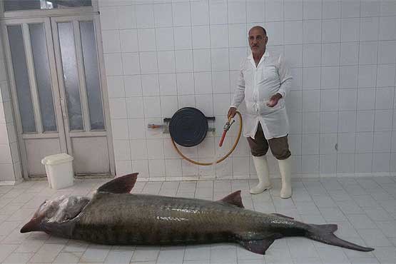 صید ماهی 205 کیلویی در آب های ساحلی گیلان + عکس