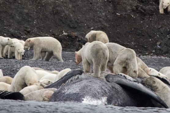 عکس برگزیده حیات وحش: حمله گله خرس های قطبی به وال