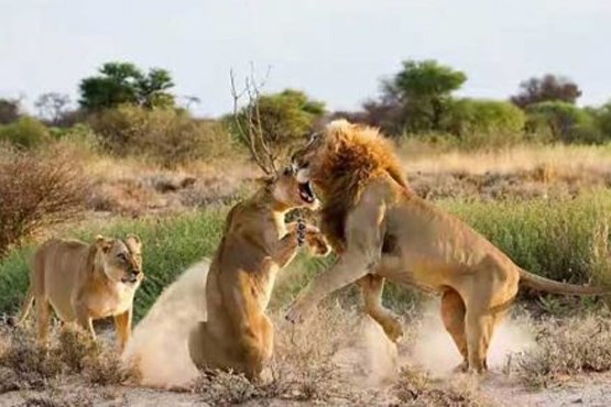 نبرد شیرها بر سر غذا